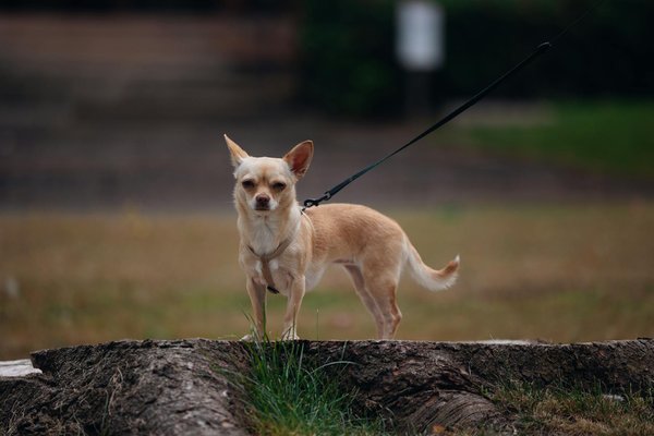 Les urologues parmi les plus renommés du monde